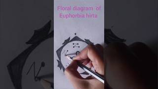 Euphorbia hirta 💫  family Euphorbiaceae shortsvideo [upl. by Edge]