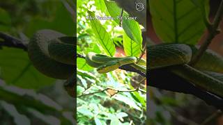 The Bamboo PitViper also known as Trimeresurus gramineus is a mesmerizing creature [upl. by Obe]