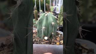 Stenocereus Griseus top cut’s roots start growing after 3 weeks stenocereus cactus cactaceae [upl. by Teplica]