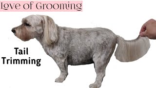 How to Trim a Tail on a Drop Coated Dog [upl. by Craggie]