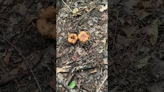 A species of brttielgill russula mushroom fungi fungus [upl. by Rheims]