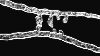 Chemotropic interaction between fusion hyphae in N crassa Hyphae stained with FM464 [upl. by Atnuahsal]