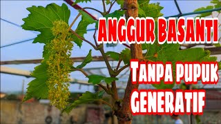 ANGGUR BASANTI TANPA PUPUK GENERATIF🍇 [upl. by Elliot]