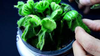 PlantB20 Cephalotus follicularis Bubble Giant’  biweekly maintenance – 101224 [upl. by Beltran546]