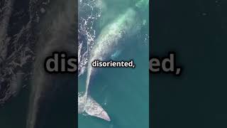 Marine Biologist Spills Top Secret Behind Whale Beachings [upl. by Retsel975]