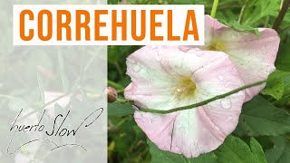 Correhuela Convolvulus arvensis [upl. by Cornall]