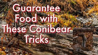 Guarantee Food with These Conibear Tricks with Dave Canterbury [upl. by Buxton766]