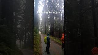 Walking amongst giant conifers snowdonia gwydir naturelovers [upl. by Ahtelrac]