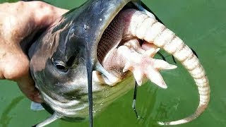 What do catfish eat Best Catfish Baits amp How to Catch Catfish [upl. by Jensen]