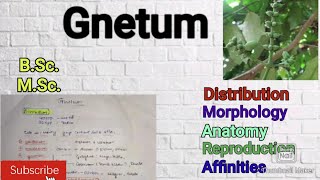 Gnetum Morphology Anatomy Reproduction Gymnosperm Gnetum notes Affinities of Gnetummscbotany [upl. by Micco822]