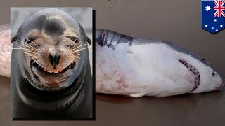 Greedy shark choking on a sea lion on Coronation Beach Geraldton Western Australia [upl. by Franzoni]