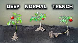 What Happens When You Transplant Tomatoes 3 Different Ways [upl. by Laforge175]