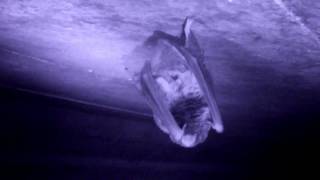 Nocturnal Bat in the Roosting Tunnel [upl. by Oram705]