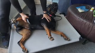 Rescue Rottweiler Training  Nail Clipping [upl. by Nakre]