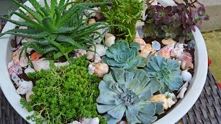 How To Plant Succulents in a Container Garden [upl. by Allx]