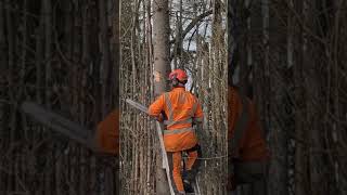 WHY WOULD YOU CLIMB LADDERS AND CUT TREE DOWN WITH A CHAINSAW [upl. by Ikik]