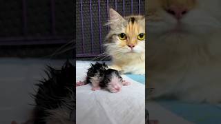 Mother cat gives birth to very cute baby cats kitten cat cutecat kucinglucu [upl. by Akila]