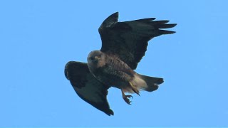 Buzzard hovering overhead on Rathlin Island [upl. by Yatnuahs]