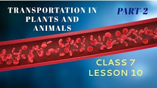 TRANSPORTATION IN ANIMALS AND PLANTS Class 7 Lesson 10 Part 2 Future Kids Science [upl. by Elvis]