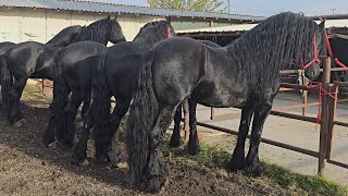 ‼️CAII DOMNULUI TIBERIU DE LA MIZIL PRAHOVA‼️ [upl. by Nadbus207]