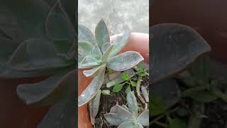 How to keep plants health echeveria succulent direct sunlight plant dont overwatering viralshort [upl. by Lenette]