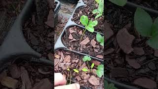 Propagating hellebores Helleborus propagation helleborus [upl. by Geraint]