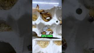 Meal Worm aur Super Worm Apke Fish ke liye Unlimited Food Source shortsvideo fishfood livefood [upl. by Puto493]