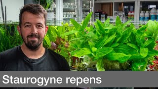 Staurogyne repens  Liquid Nature Pflanzenvorstellung [upl. by Htennek]