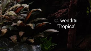 Stunning Cryptocoryne wendtii Tropica  Nature Aquarium  4K UHD [upl. by Dnalyk]