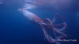 Japan divers capture rare footage of live giant squid  AFP [upl. by Sophey768]