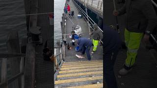 Giant Snapper Catching at Mornington Pier🎣 shorts [upl. by Iccir441]