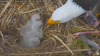 Captiva Eagle Cam 22122023 1157 [upl. by Oiliruam]