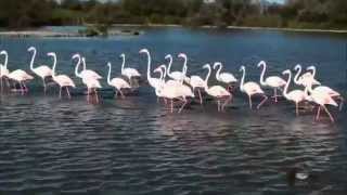 LES FLAMANTS ROSES [upl. by Lassiter]