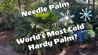 Worlds Most Cold Hardy Palm [upl. by Rolando676]