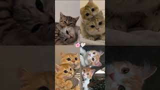 Cute 🥰 cats 😻🐈 beautiful😍cats for 💕snap 💫streaks🔥❤ [upl. by Wallach]