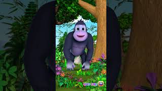 The Mountain Gorilla Song shorts savethegorilla ChuChuTV kidssongs learningsongs animalshorts [upl. by Noxaj]