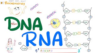 DNA amp RNA  Molecular Biology 🧬 [upl. by Ludewig]