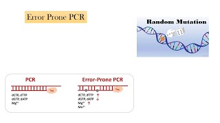 Error prone PCRRandom MutagenesisCSIRNETGATEMSc [upl. by Yliram]