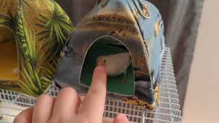 Zebra Finch defending her tent [upl. by Storer]