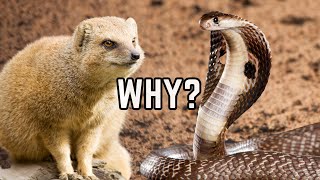 Why Do Mongoose Kill Cobra  Mongoose Vs King Cobra Fight Explained [upl. by Ilhsa]