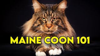 Maine Coon Cat 101  Watch This Before Getting One Full Guide [upl. by Ahsiea61]