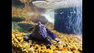 Baby Alligator Snapping turtles first hunt [upl. by Nailliw836]