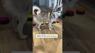 Sapphie presses buttons to talk tik tok sapphie the pomsky [upl. by Bronez]