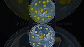 How Does Slime Mold Eat [upl. by Jeffcott]