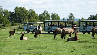 Suivez le Phil au Zoo sauvage de SaintFélicien [upl. by Ailssa]