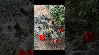 🏜️Cactus🏜️ Echinocereus Triglochidiatus Colorado Mexico [upl. by Dickinson65]