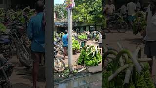 Ravulapalem banana yard chakkarakeli like and subscribe [upl. by Imekawulo]