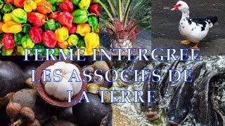 Ferme intégrée les associés de la terre  les arbres fruitiers  pisciculture en cours [upl. by Anytsirk]