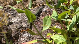 Wall Lizard Podarcis muralis  Bristol UK [upl. by Cottrell]