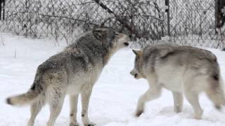 Gray Wolves Howling Parc Omega [upl. by Oicangi]